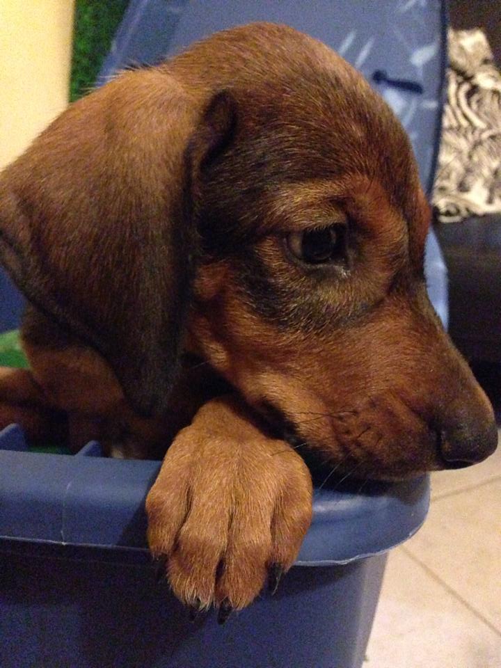 1461467_10153472817010577_2061836930_n